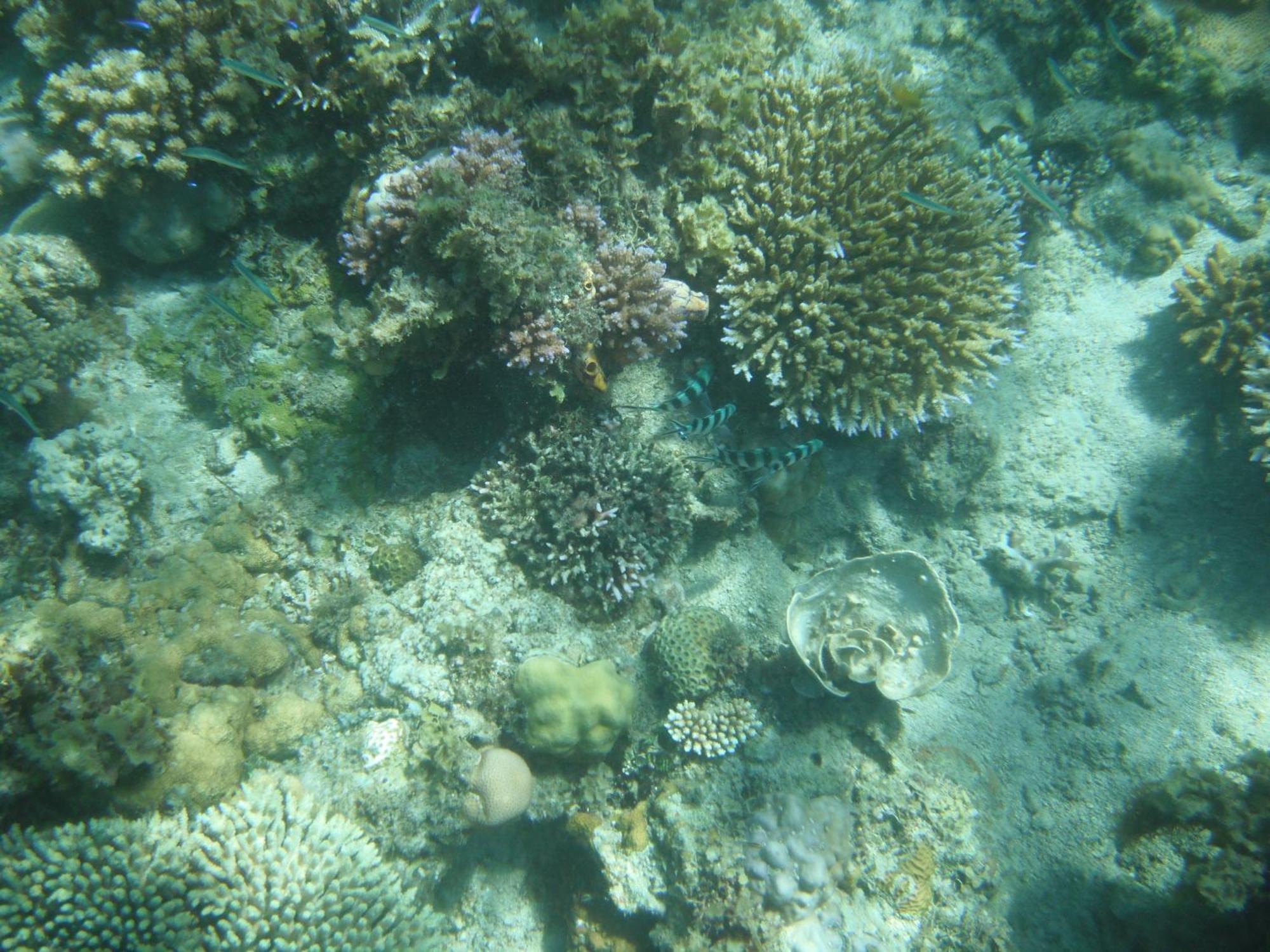 Playa Encantada Beach Resort เอลนิโด ห้อง รูปภาพ
